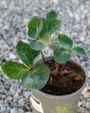 Frostkiss Vibey Velvet Helleborus with rounded veined green leaves in a nursery container