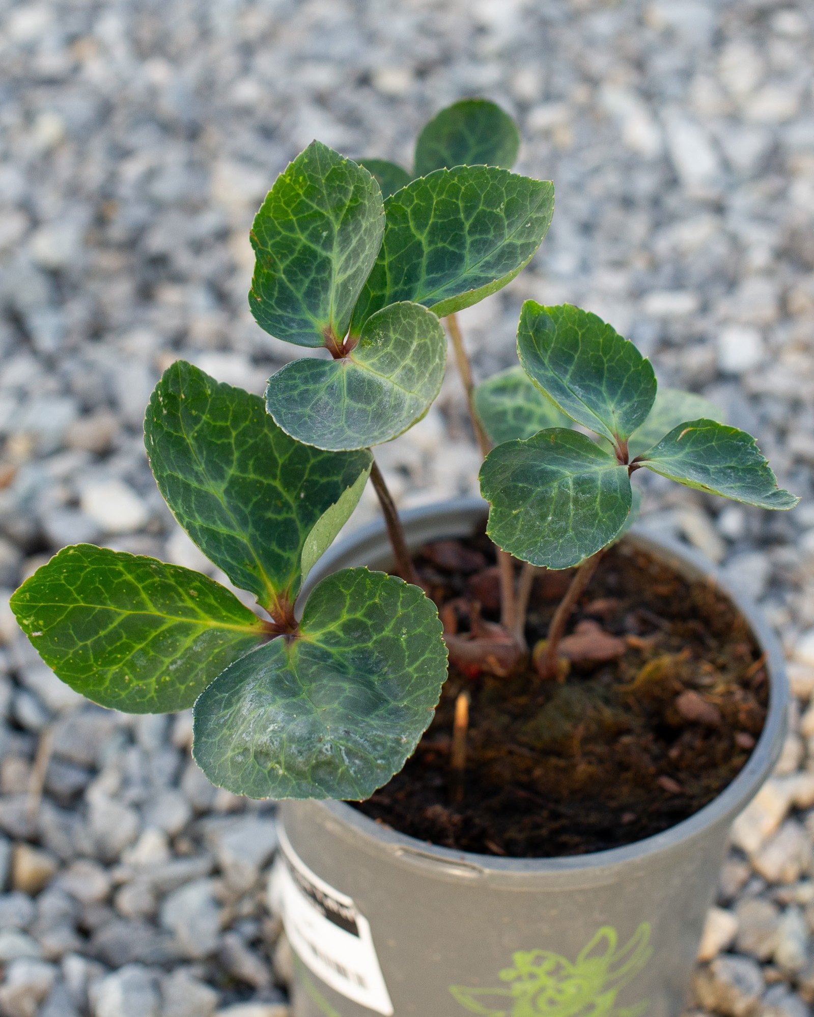 Frostkiss Vibey Velvet Helleborus veined leaves Frostkiss Vibey Velvet Helleborus with rounded veined green leaves in a nursery container