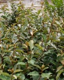 Fruitland Elaeagnus with dense glossy green foliage and reddish stems in a nursery container