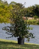Fruitland Elaeagnus in a container beside a pond with dense green foliage