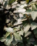 Fruitland Elaeagnus with silvery green leaves and reddish stems