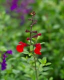 Furman's Red Salvia Greggii with bright red flowers and green foliage