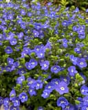 Georgia Blue Veronica covered in vivid blue flowers with white centers and green foliage