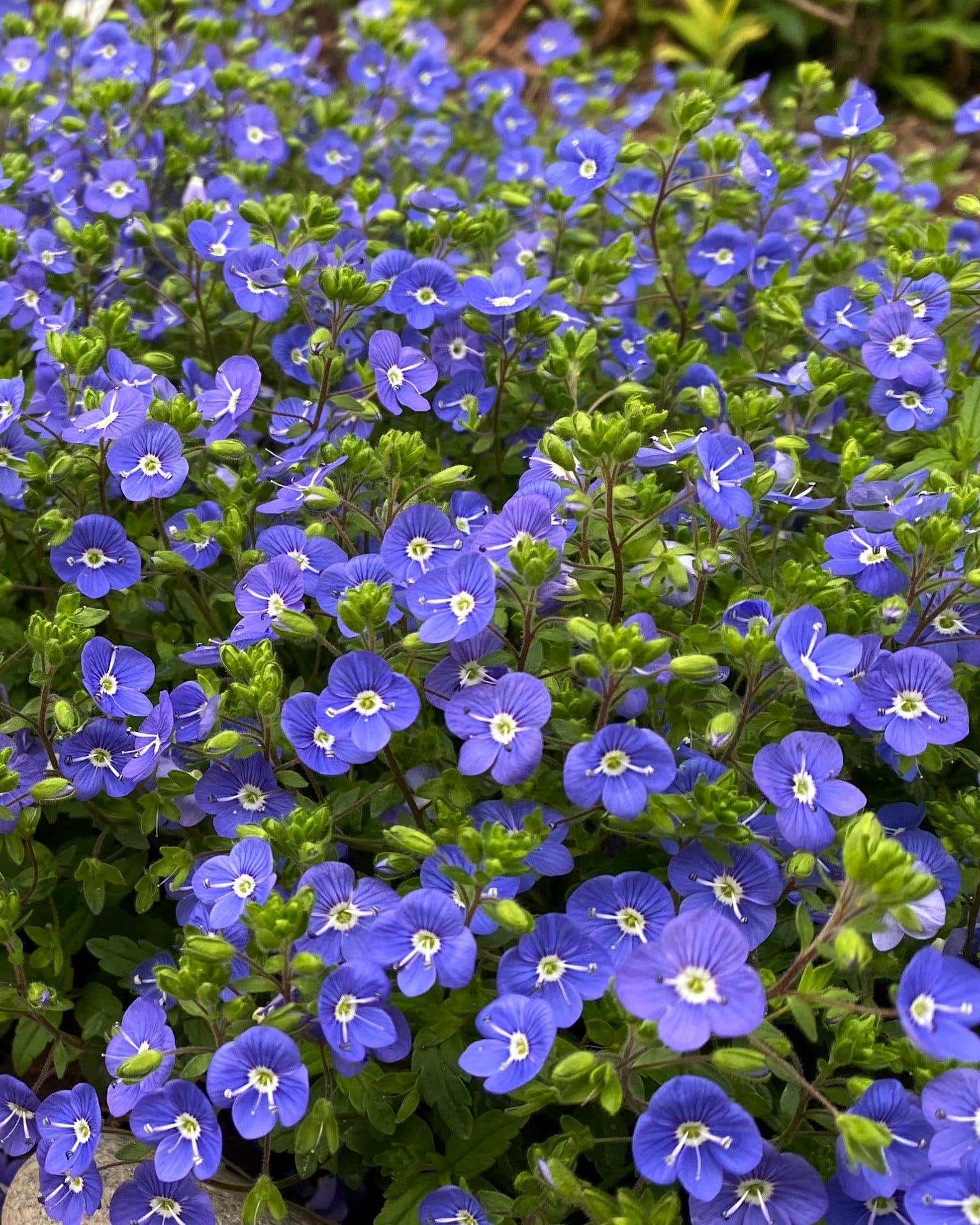 Georgia Blue Veronica blue flowers Georgia Blue Veronica covered in vivid blue flowers with white centers and green foliage