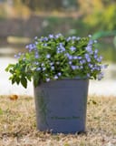 Georgia Blue Veronica with trailing green foliage and many small blue flowers in a nursery container