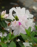 GG Gerbing Azalea with clusters of white and pale pink flowers among glossy green leaves