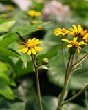 Giant Leopard Plant with yellow daisy-like flowers and broad green leaves