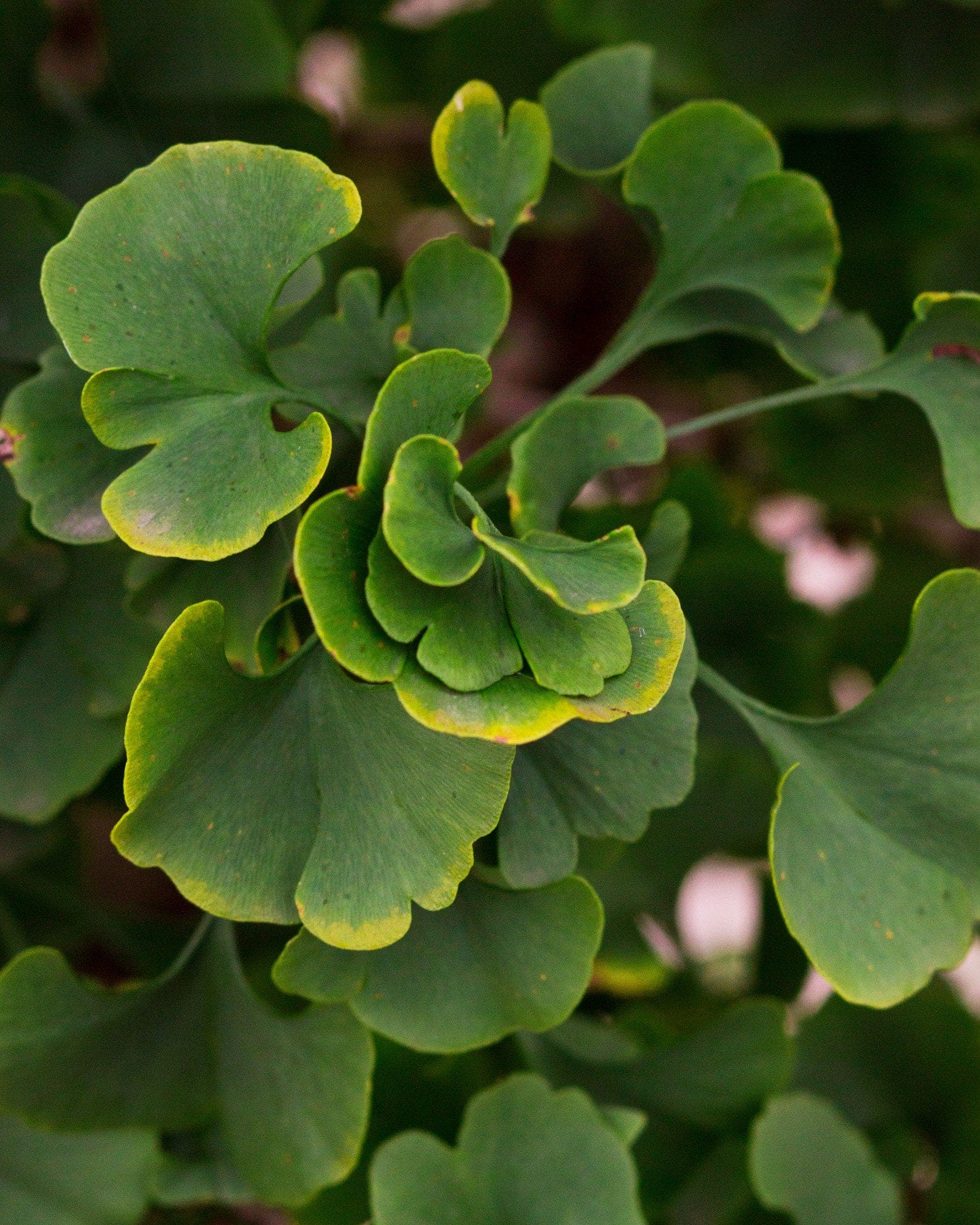 Gnome Ginkgo fan shaped leaves Gnome Ginkgo with rounded green fan-shaped leaves and yellow-edged foliage