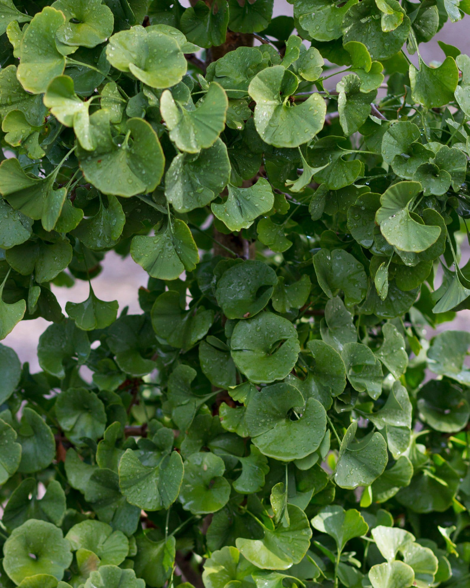 Gnome Ginkgo - view 2