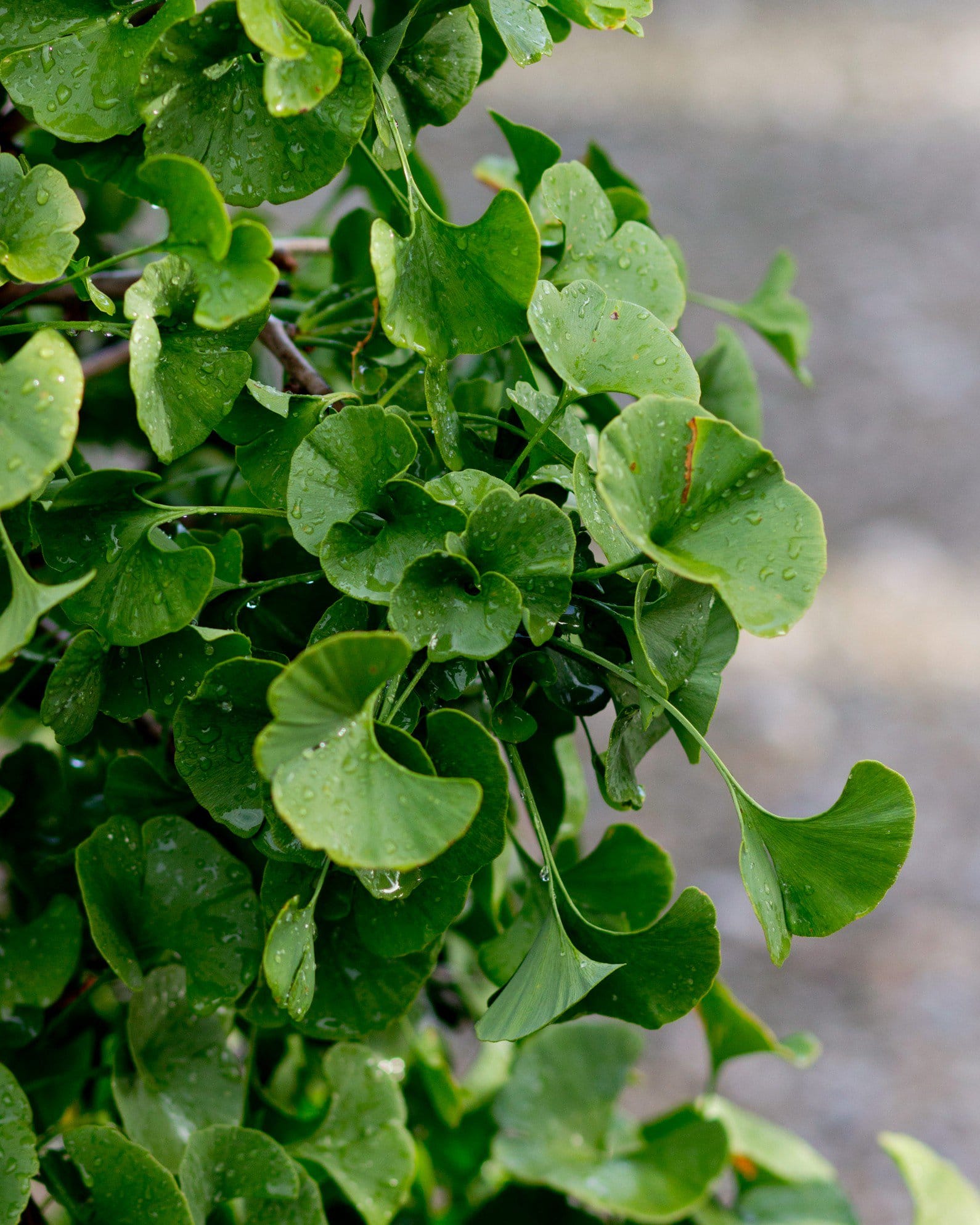 Gnome Ginkgo - view 4