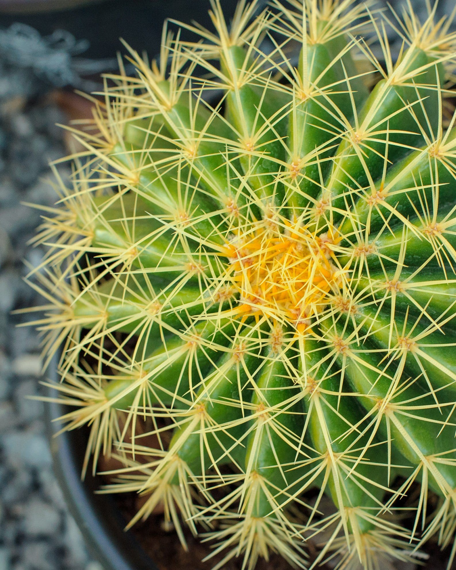 Golden Barrel Cactus golden spines Golden Barrel Cactus with dense golden spines in a container