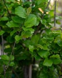 Golden Belltower Ironwood with dense green foliage and fresh bronze leaf growth