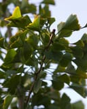 Golden Colonnade Ginkgo with fan-shaped green leaves viewed against the sky