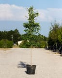 Golden Colonnade Ginkgo with upright form and green leaves in a nursery container