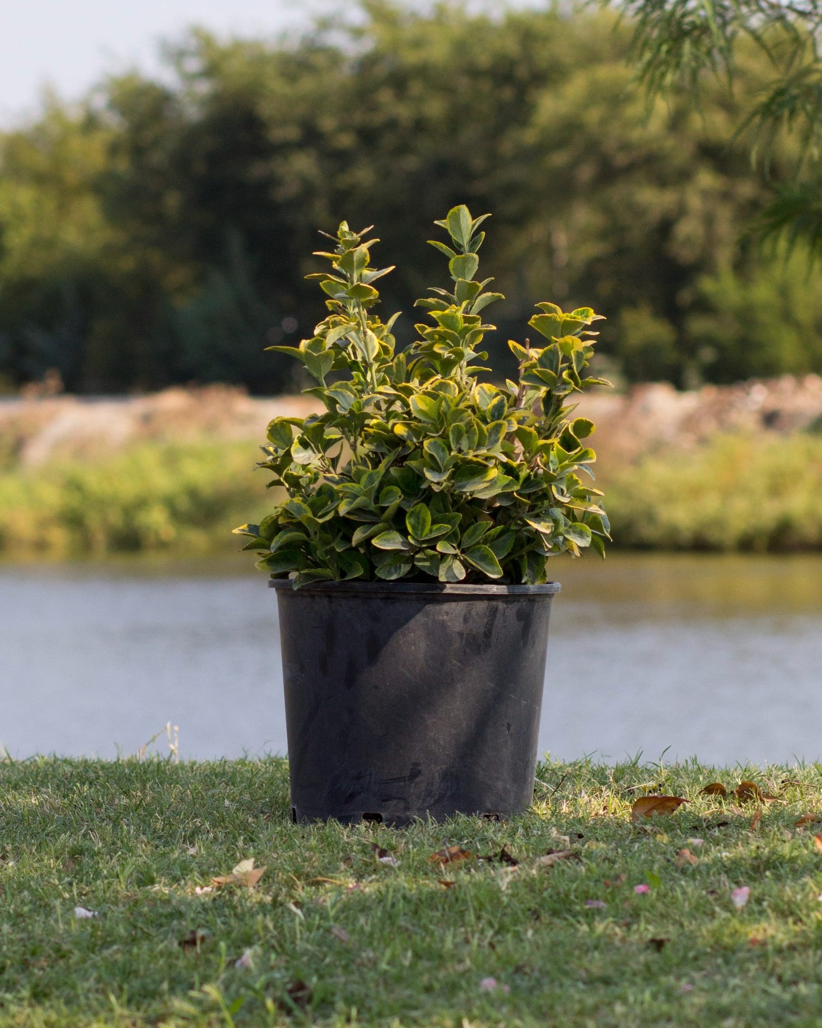 Golden Euonymus variegated foliage Golden Euonymus in a black container beside a pond, with green and yellow variegated foliage