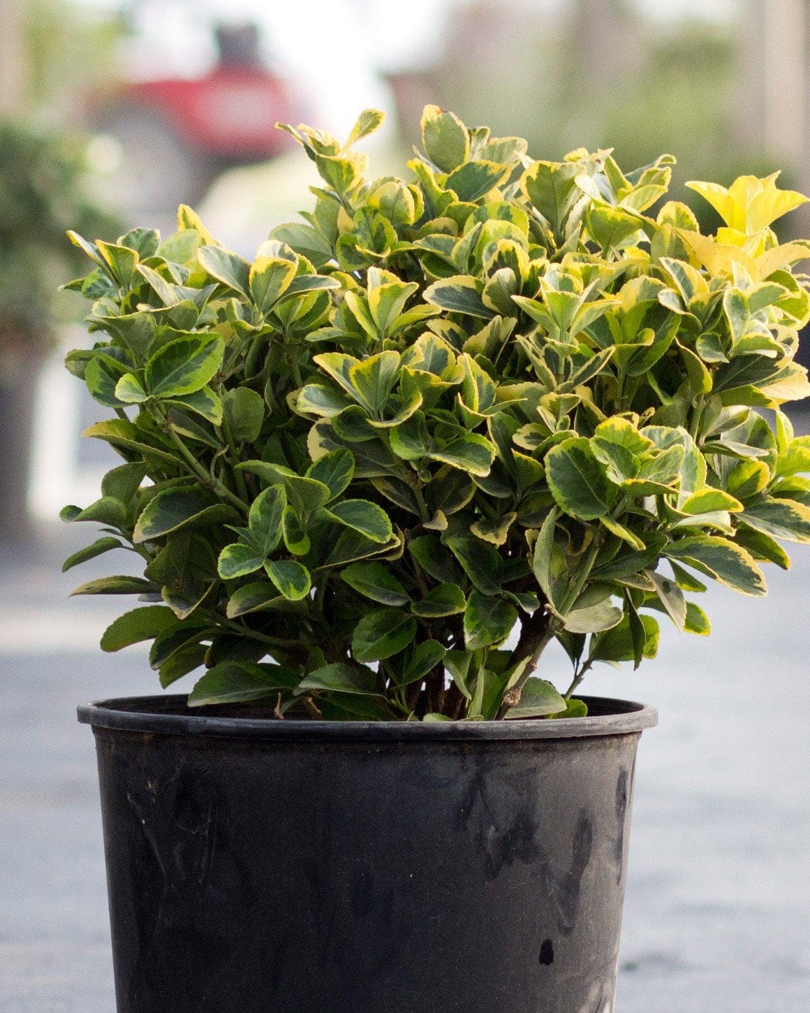 Golden Euonymus