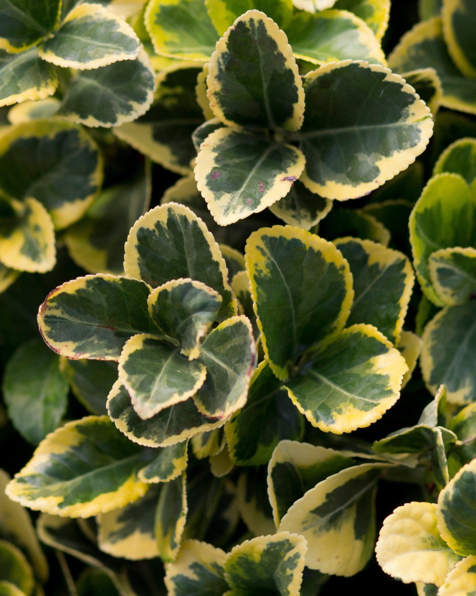 Golden Euonymus - view 2