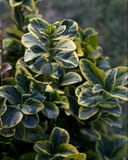 Golden Euonymus with dark green leaves edged in bright yellow