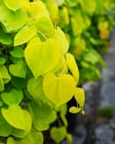 Golden Falls Weeping Redbud with bright golden heart shaped leaves on cascading branches