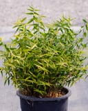 Golden Goddess Bamboo with dense green and yellow foliage growing in a black nursery container