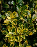 Golden Oakland Holly with glossy green leaves edged and mottled in golden yellow