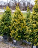 Golden Oakland Holly shrubs with yellow-green foliage in nursery containers