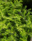 Golden Pacific Juniper with dense bright green, needle-like foliage