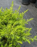 Golden Pacific Juniper with bright golden-green needle-like foliage in a nursery container