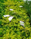 Golden Pacific Juniper with dense golden-green foliage and plant labels at the nursery