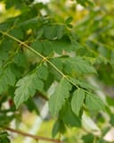 Golden Rain Tree with green compound leaves and serrated leaflets