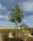 Golden Rain Tree supported by stakes in a landscaped yard under a cloudy sky