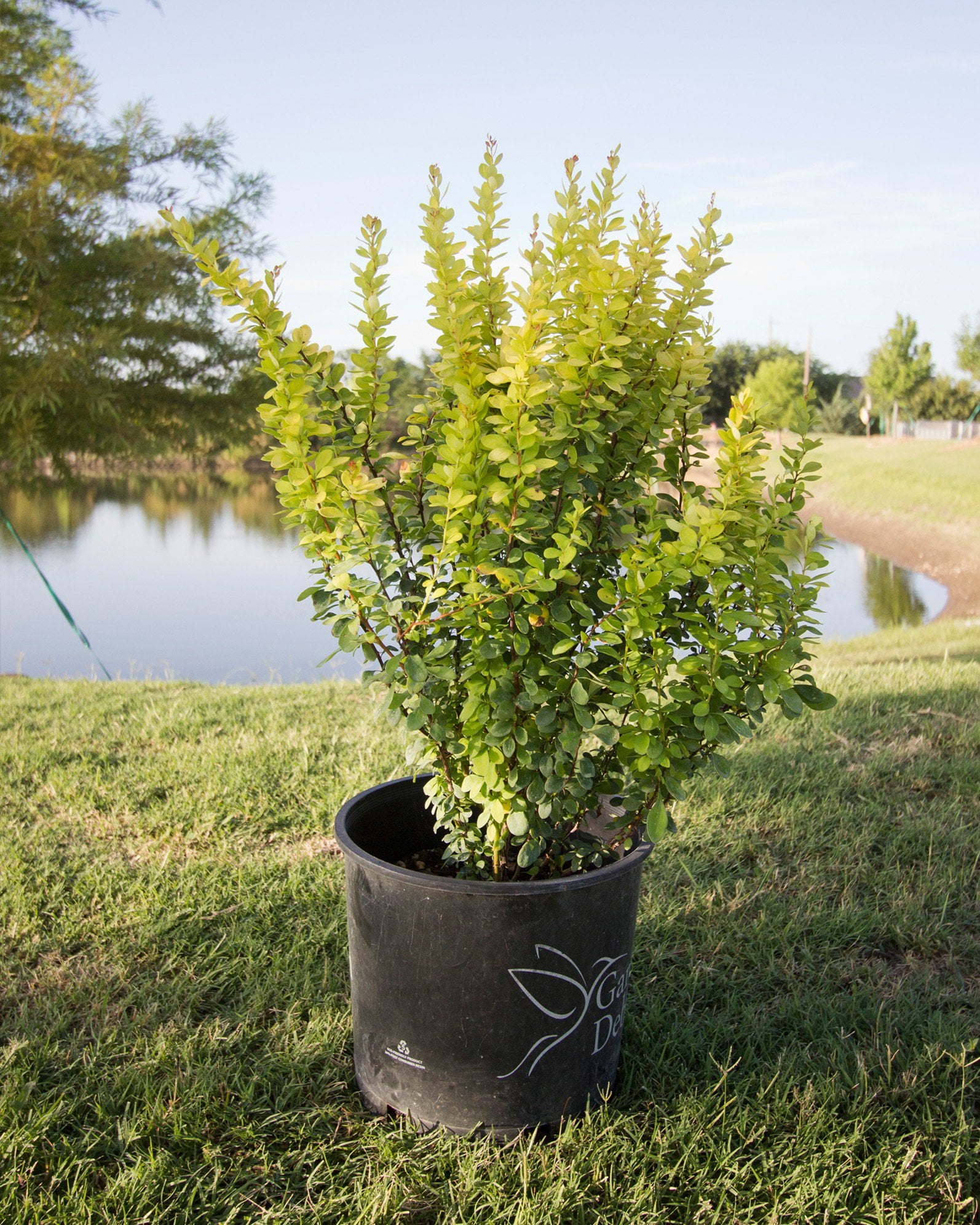 Golden Rocket Barberry golden foliage Golden Rocket Barberry with bright golden-green foliage growing in a nursery container beside a pond