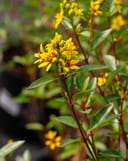 Golden Thryallis with bright yellow flower clusters and narrow green leaves in a nursery container
