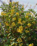 Golden Thryallis with clusters of bright yellow flowers and narrow green leaves