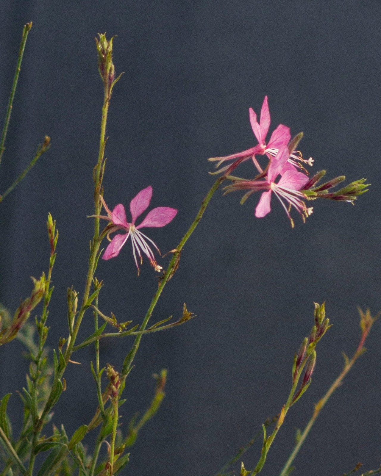 Graceful Pink Gaura pink flowers Graceful Pink Gaura with slender stems and delicate pink flowers against a dark background