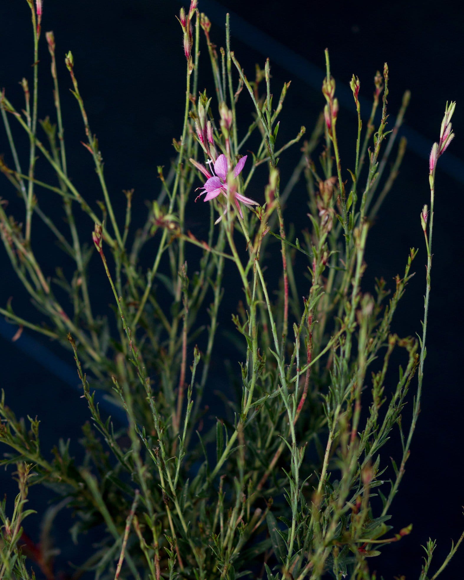 Graceful Pink Gaura pink flowers Graceful Pink Gaura with slender stems and pink flowers against a dark background