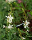 Graceful White Gaura with slender green stems and delicate white flowers