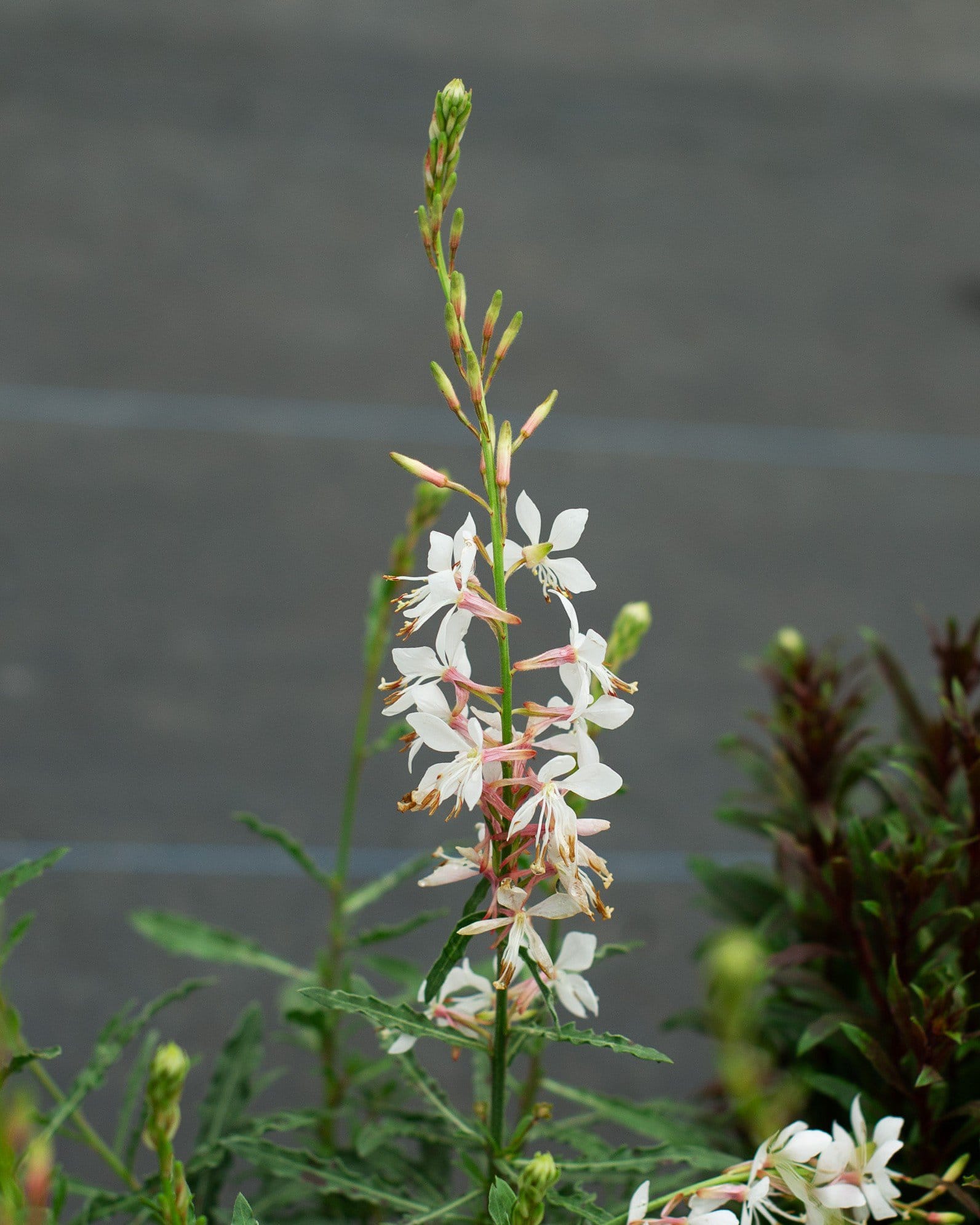 Graceful White Gaura white flowers Graceful White Gaura with slender stems and white flowers in a nursery container