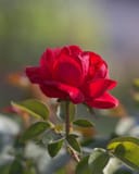 Grand Champion Red Rose Tree Form with a vivid red bloom and green leaves