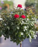 Grand Champion Red Rose Tree Form with three red blooms and dense green foliage