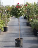 Grand Champion Red Rose Tree Form with red blooms and rounded foliage in a nursery container