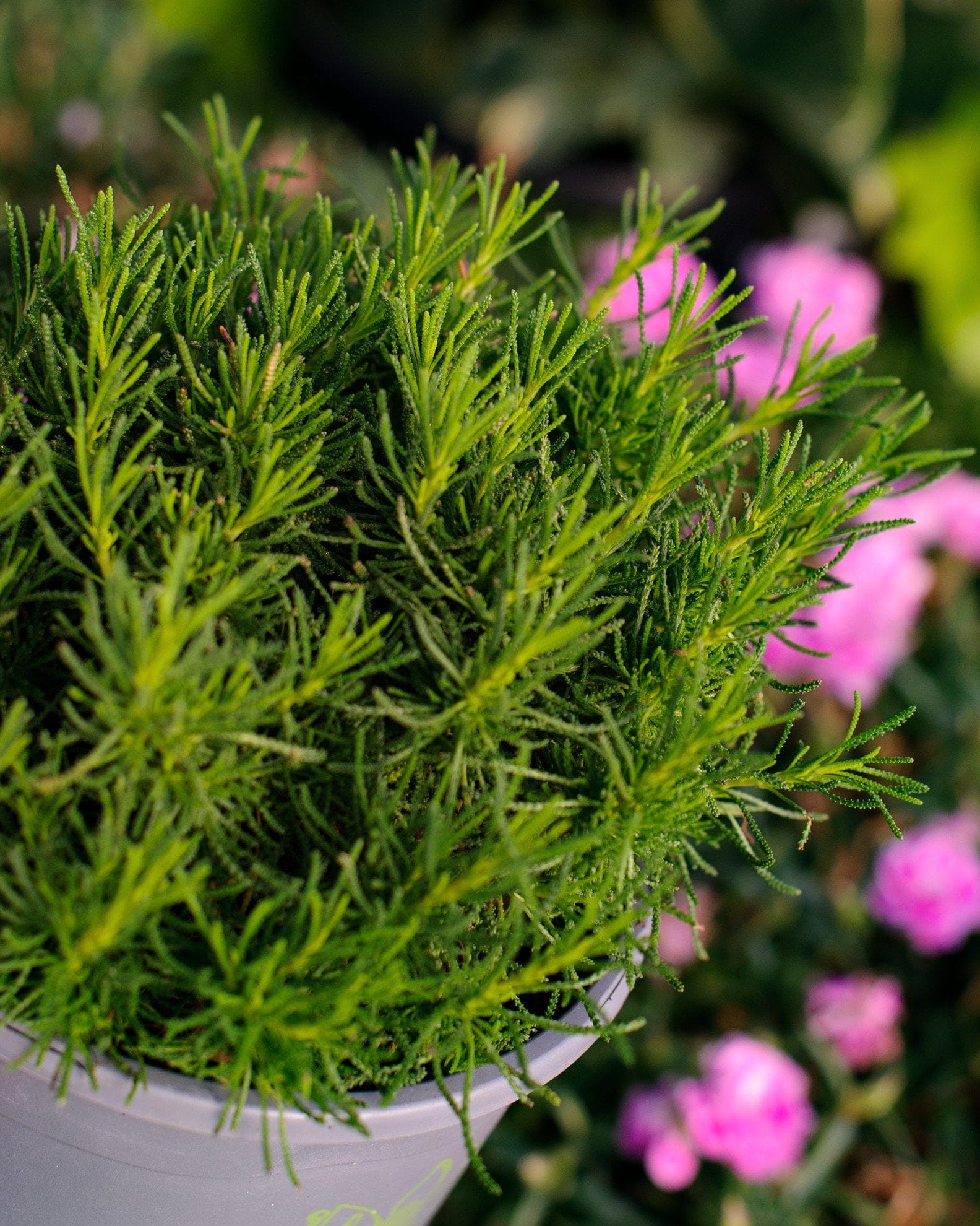 Green Lavender Cotton fine foliage Green Lavender Cotton with fine green foliage in a container and pink flowers behind it