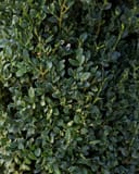 Green Mountain Boxwood Cone with dense glossy dark green foliage
