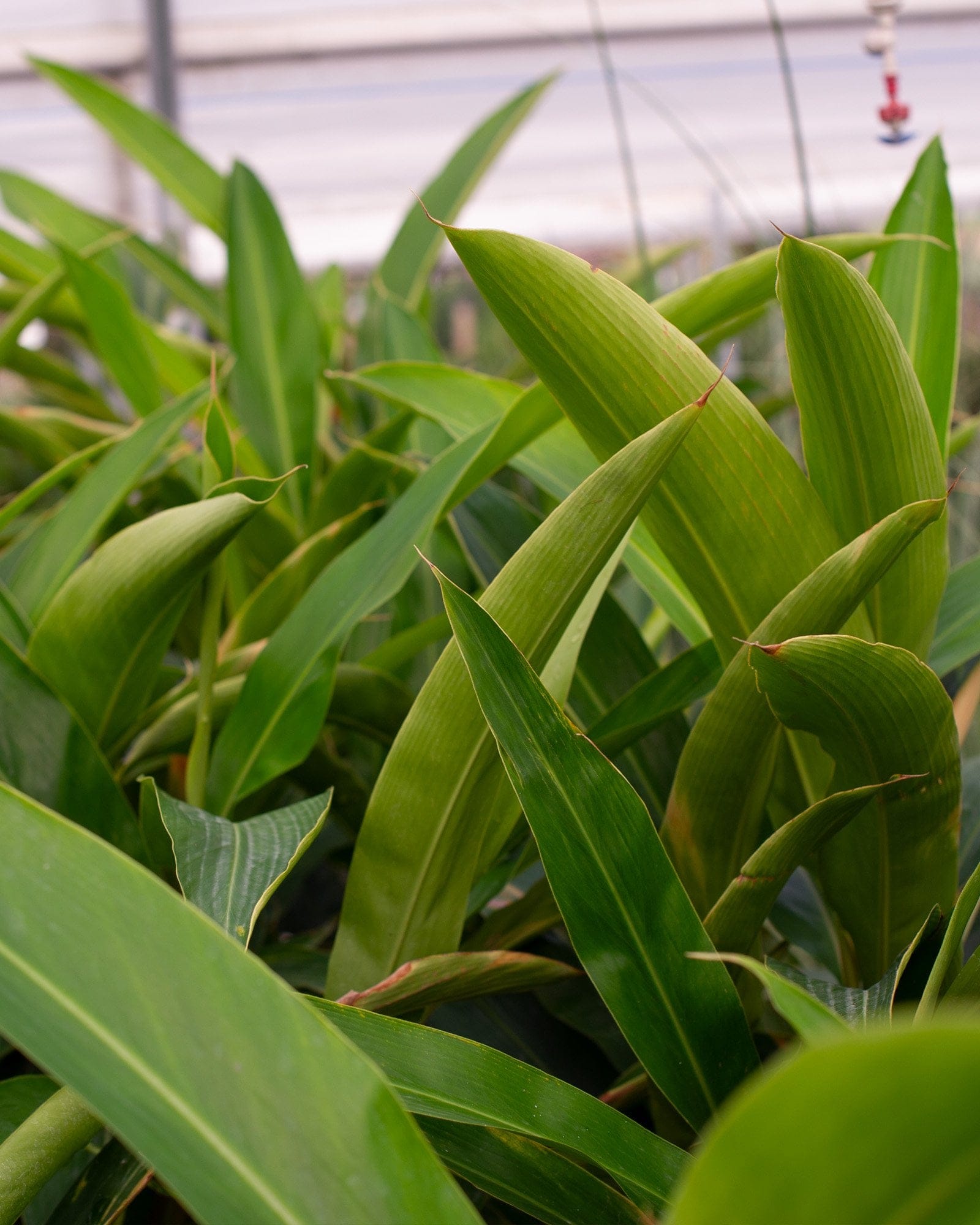 Green Shell Ginger lush foliage Green Shell Ginger with lush green lance-shaped leaves growing in a greenhouse