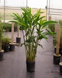 Green Shell Ginger with tall slender stems and lush green foliage in a nursery container