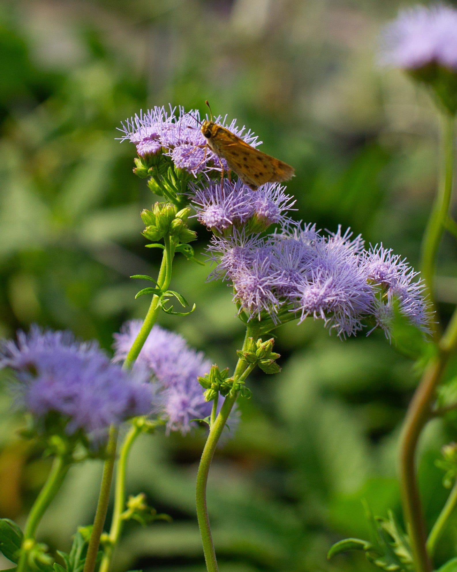 Gregg's Mistflower - view 3