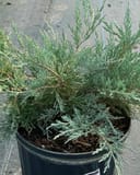 Grey Owl Juniper with blue-green, feathery foliage spilling from a black nursery container