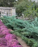 Grey Owl Juniper with silvery blue foliage beside a walkway and pink flowering groundcover
