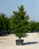 Grindstone Ginkgo with dense green foliage in a black nursery container