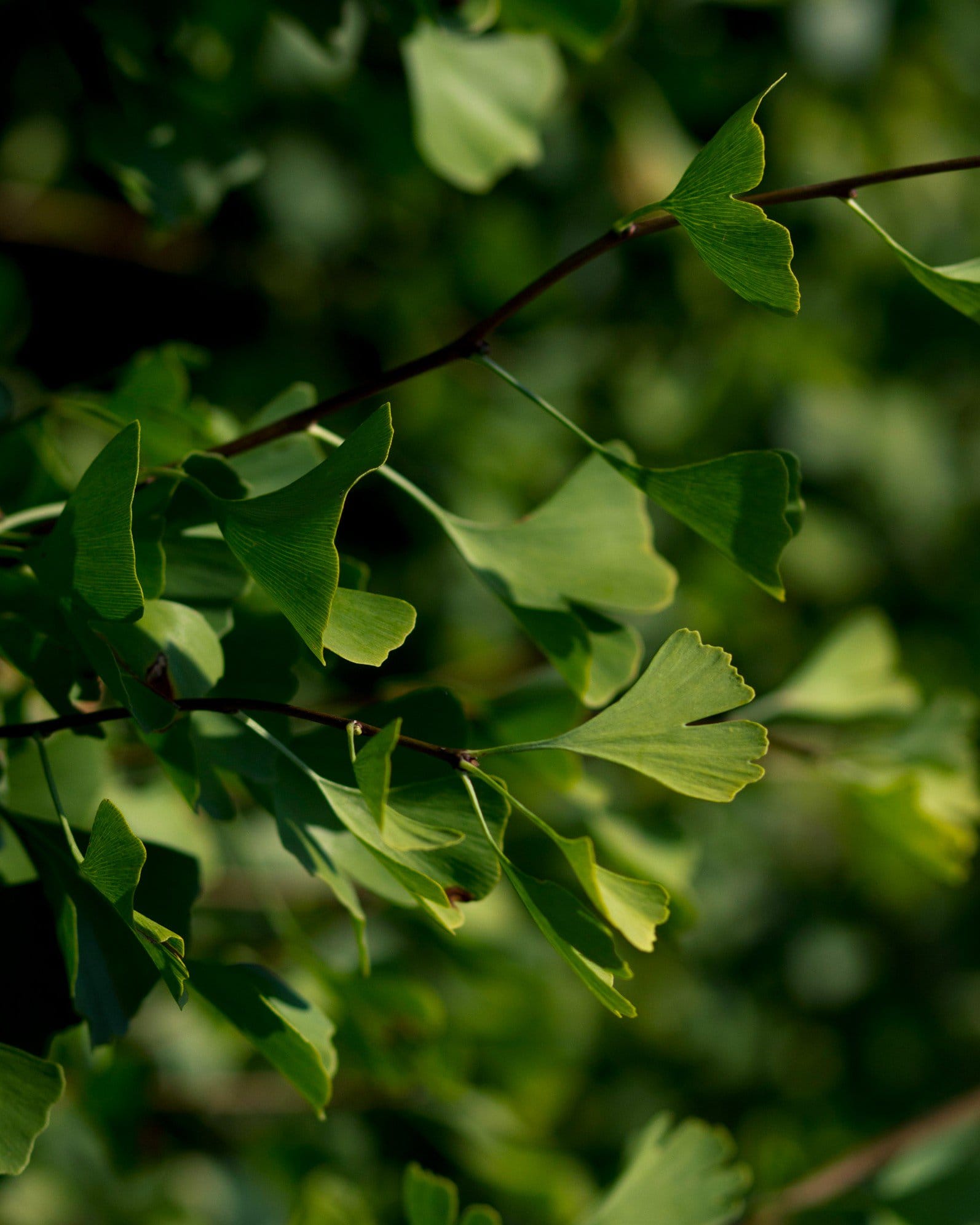 Grindstone Ginkgo - view 3